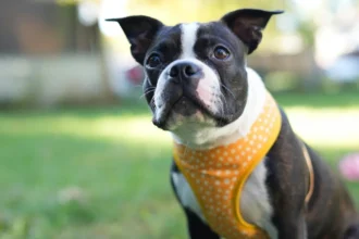 Best Cooling Vests for Dogs for Hot Weather