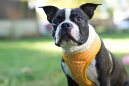 Best Cooling Vests for Dogs for Hot Weather