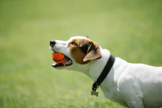 Best Kong Dogs Toys Large for Amazon