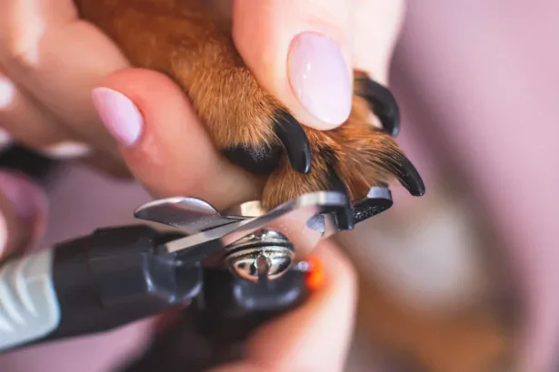 How-To-Cut-Dog-Nails-Safely-at-Home