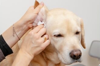 How to Treat Dog Ear Infection Without Vet