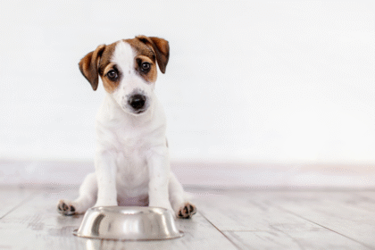 ​How Long Can a Dog Go Without Eating