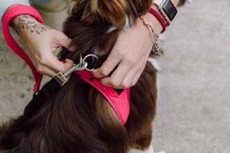 How To Put an Easy Walk Harness On a Dog
