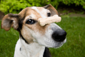 How to Make Homemade Dog Treats Step by Step