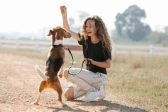 What Are The Five Golden Rules of Dog Training